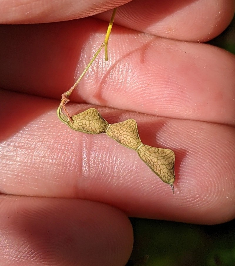 Perplexed Ticktrefoil