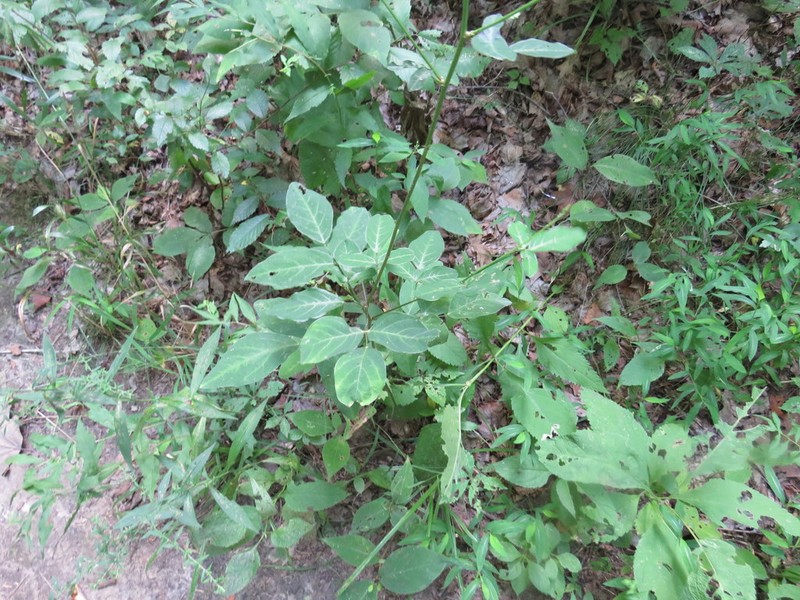 Perplexed Ticktrefoil photo 2