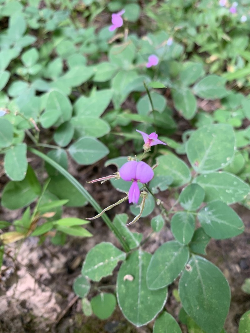 Perplexed Ticktrefoil photo 3