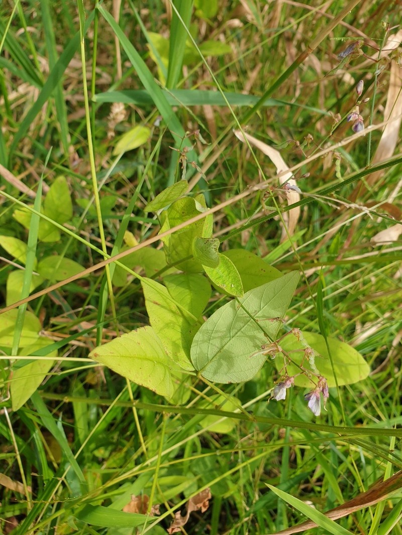 Perplexed Ticktrefoil photo 4