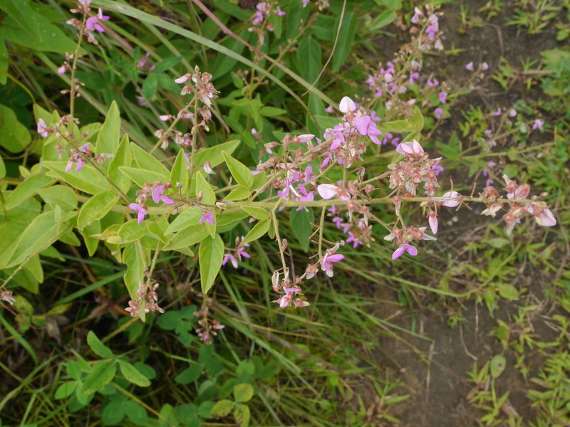Perplexed Ticktrefoil photo 5