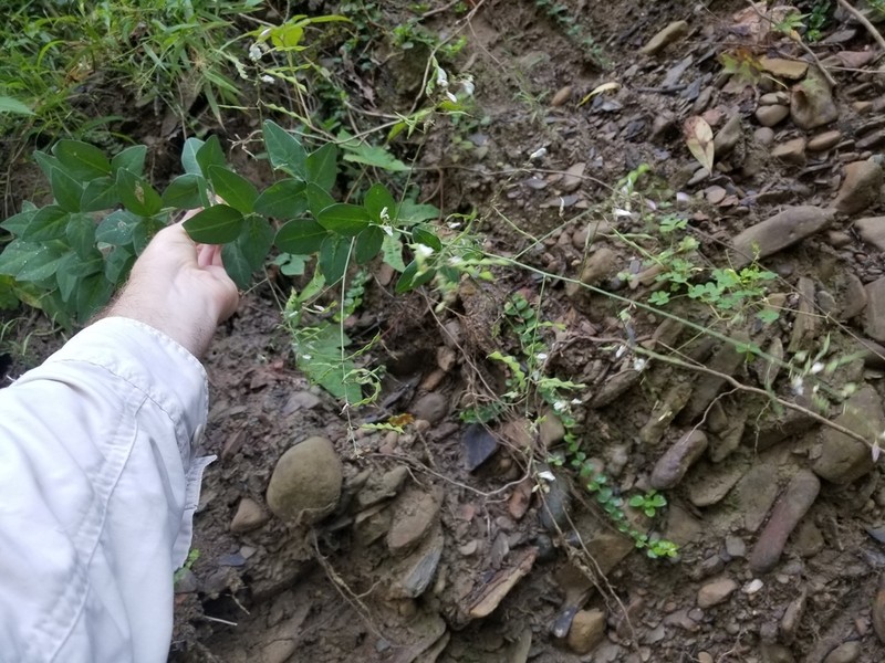 Perplexed Ticktrefoil photo 6