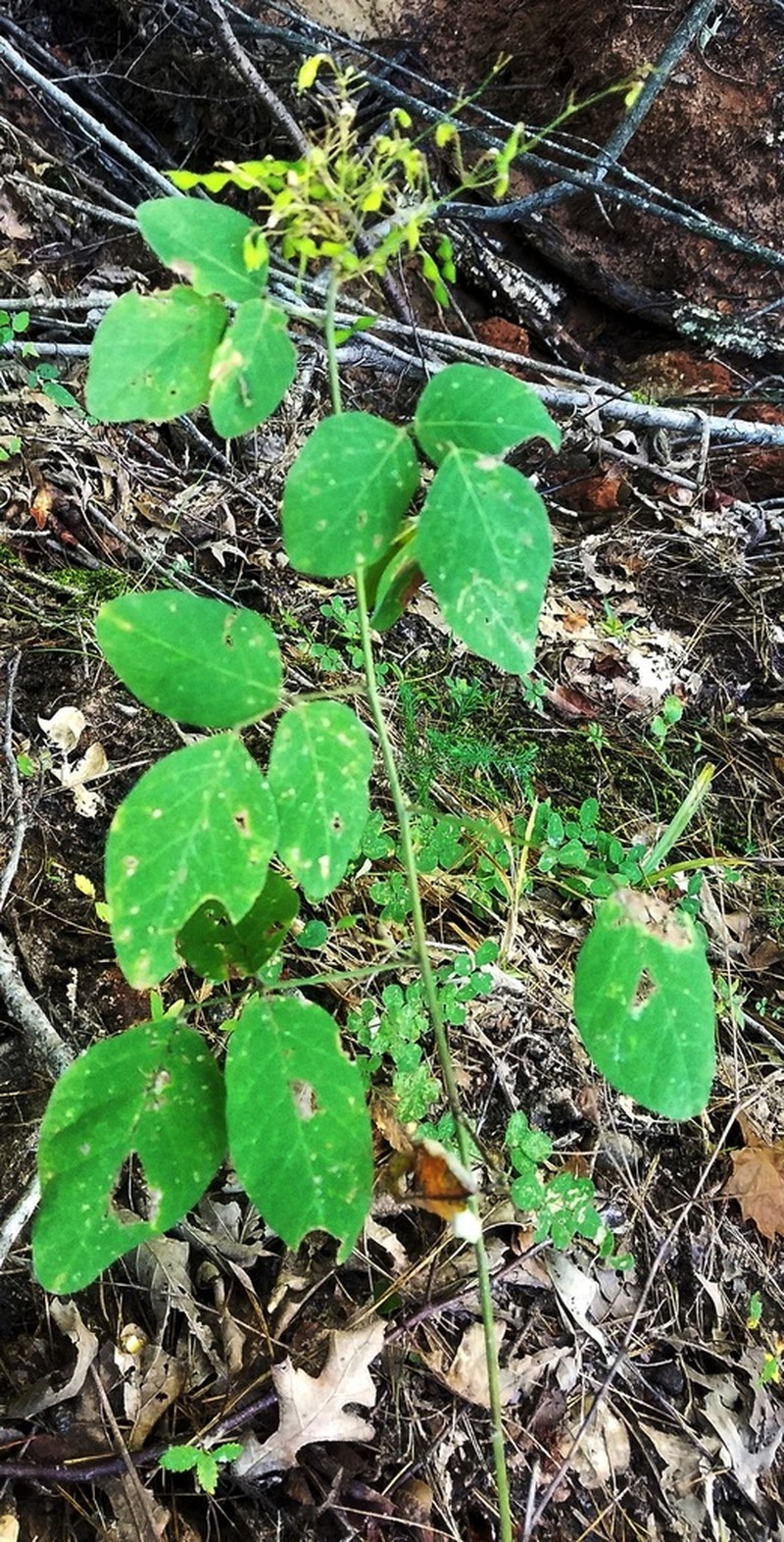 Perplexed Ticktrefoil photo 7