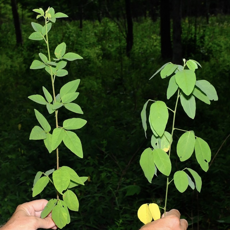 Perplexed Ticktrefoil photo 8