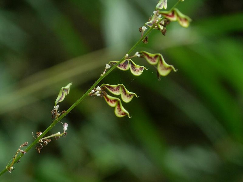 Desmodium podocarpum