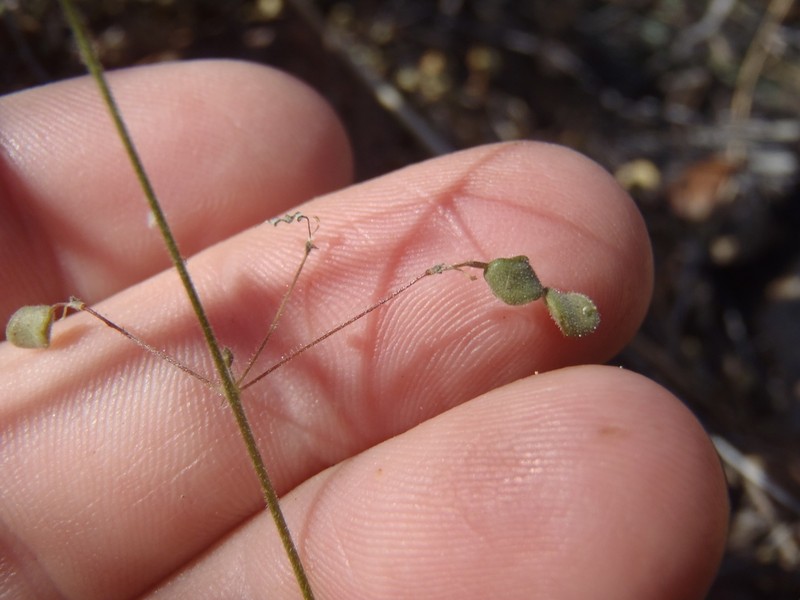 Western Trailing Ticktrefoil