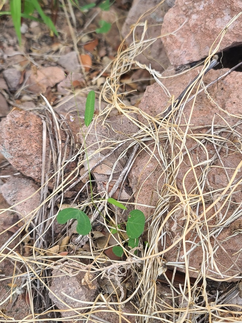 Western Trailing Ticktrefoil photo 2