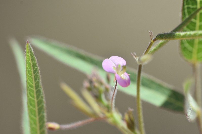Western Trailing Ticktrefoil photo 3