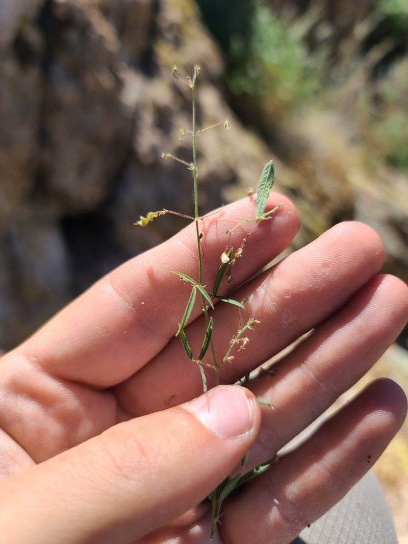 Western Trailing Ticktrefoil photo 4