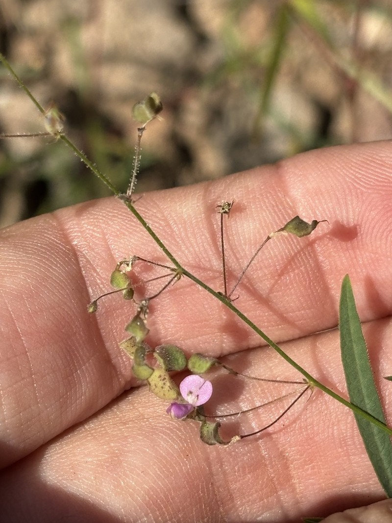 Western Trailing Ticktrefoil photo 7