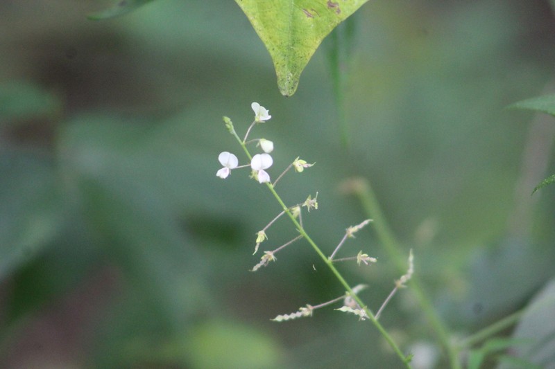 Western Trailing Ticktrefoil photo 8