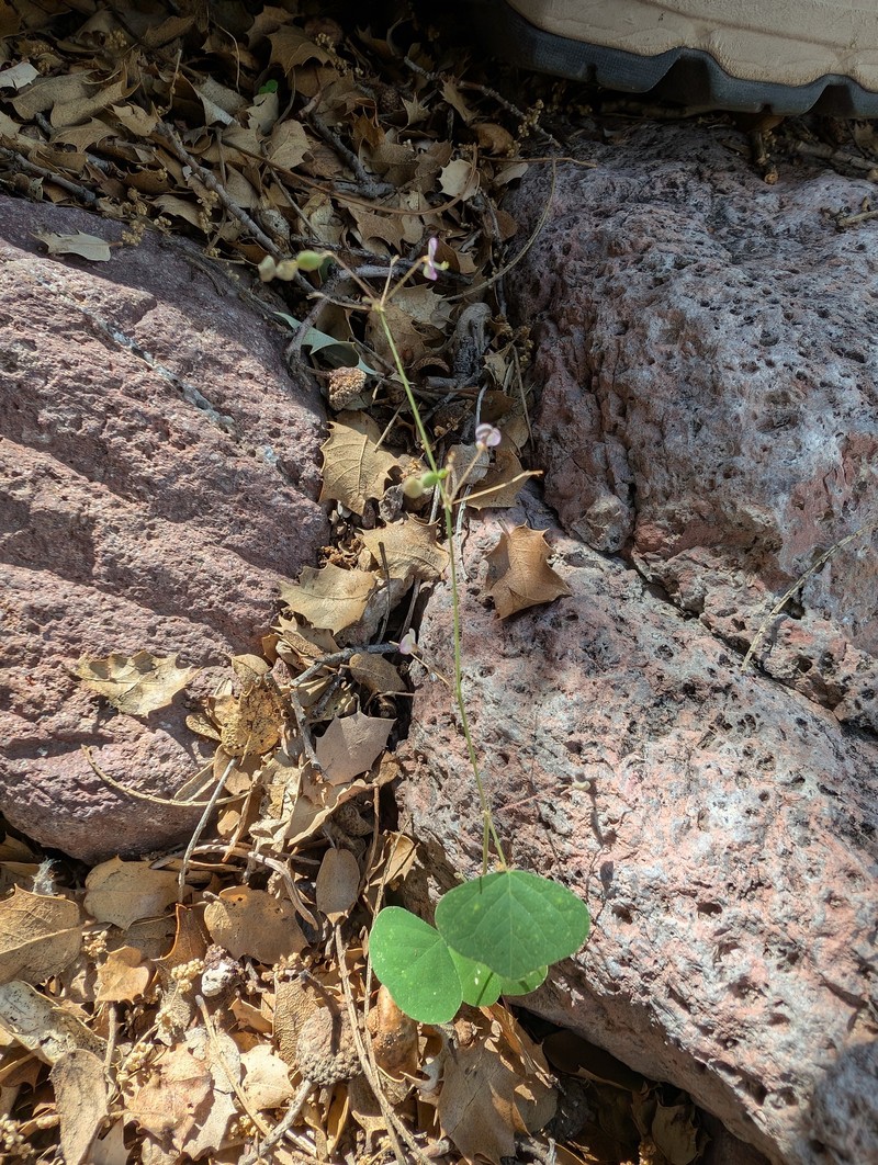 Desmodium procumbens var. exiguum