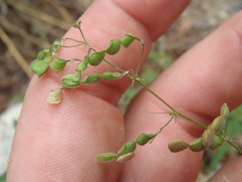 Desmodium procumbens var. exiguum photo 2
