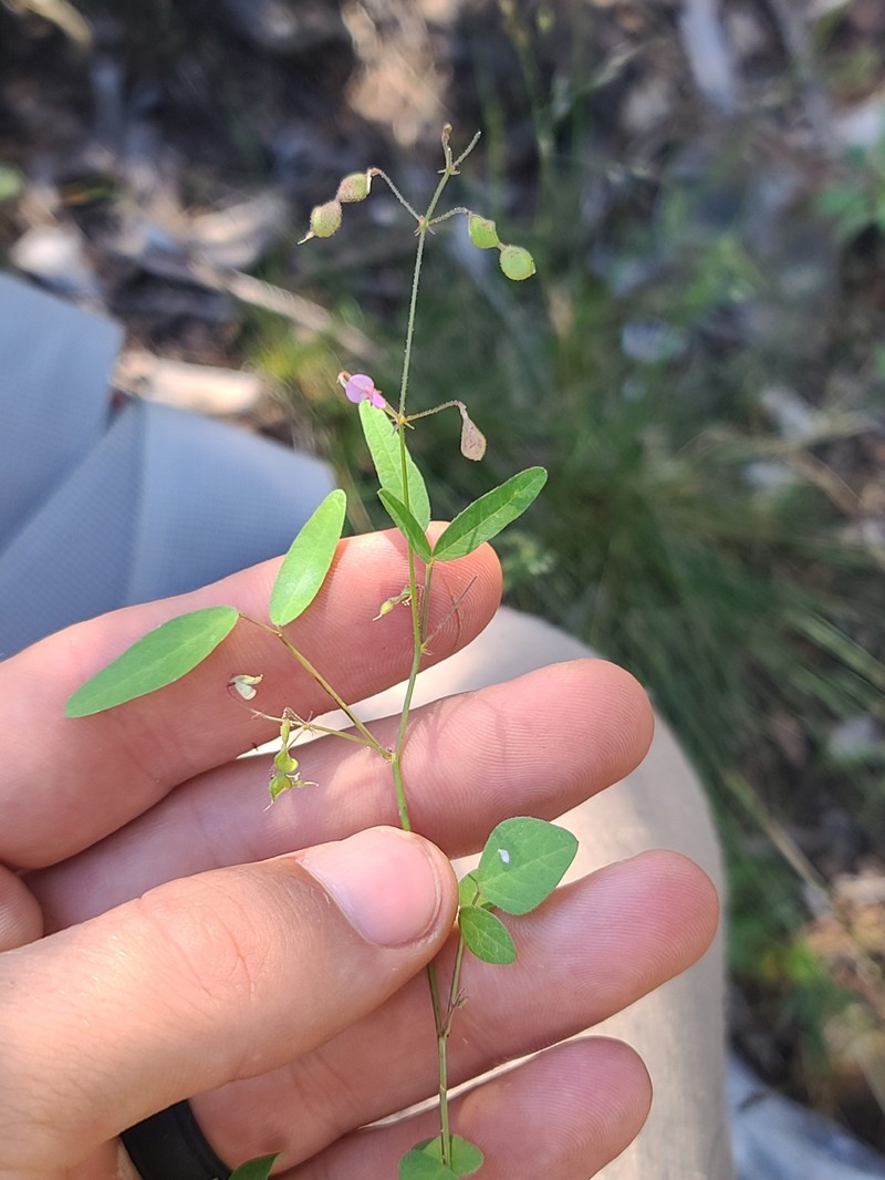 Desmodium procumbens var. exiguum photo 3