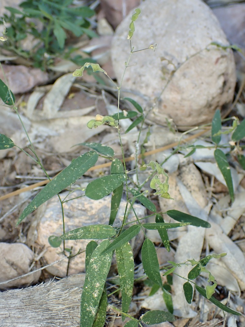 Desmodium procumbens var. exiguum photo 4
