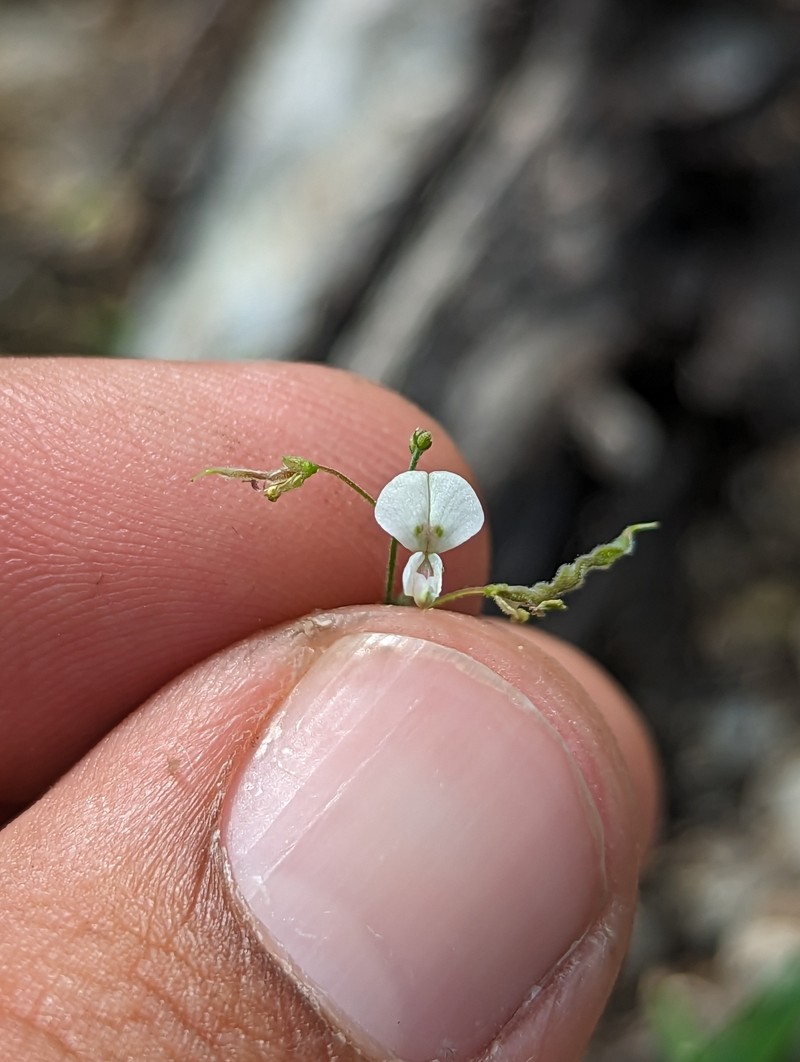 Desmodium procumbens var. exiguum photo 5