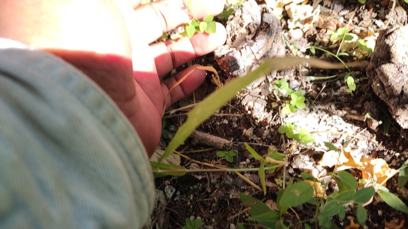 Desmodium procumbens var. exiguum photo 6
