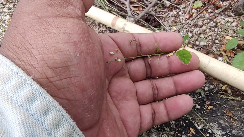 Desmodium procumbens var. exiguum photo 7