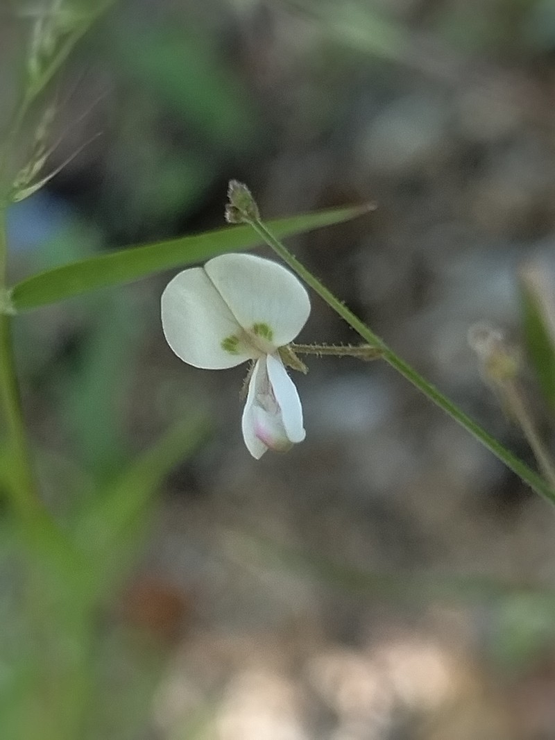 Desmodium procumbens var. exiguum photo 8