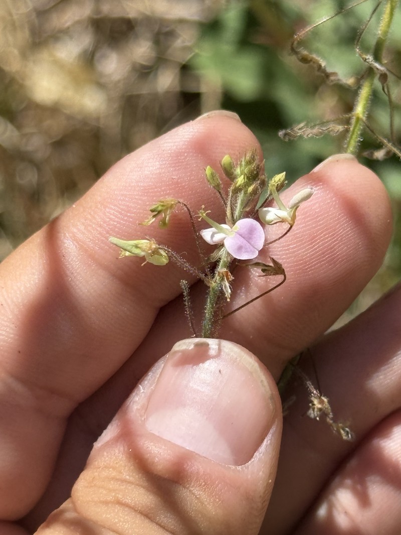 New Mexico Ticktrefoil