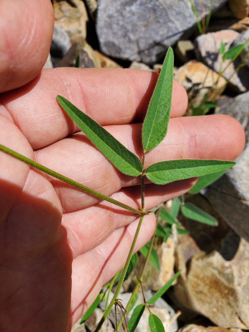 New Mexico Ticktrefoil photo 2