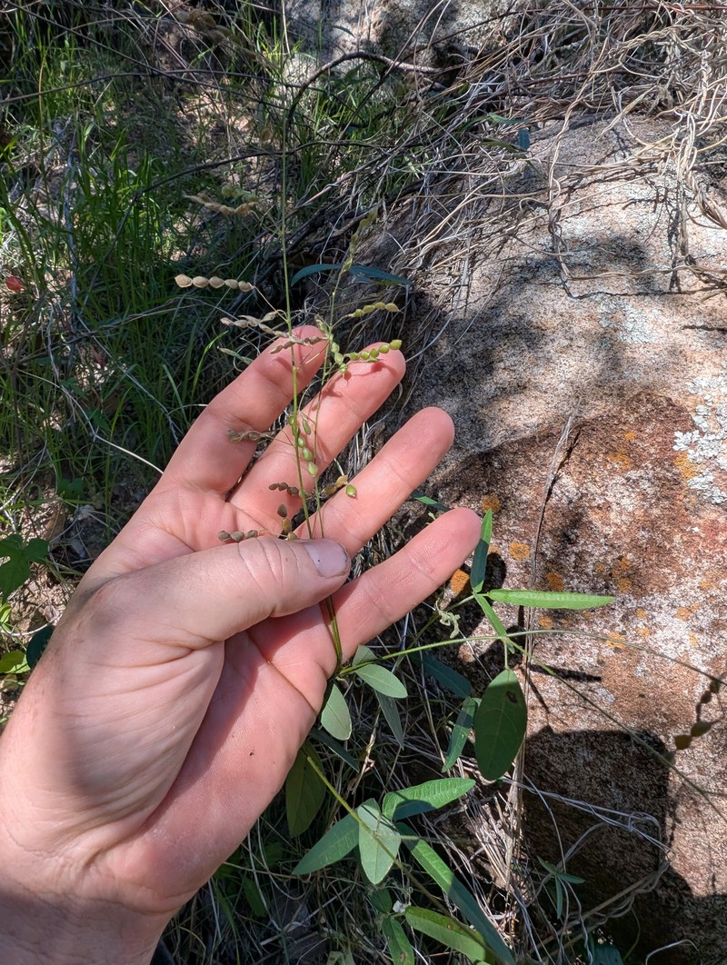New Mexico Ticktrefoil photo 3