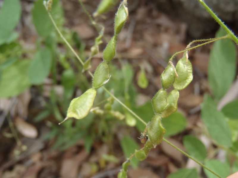 New Mexico Ticktrefoil photo 4
