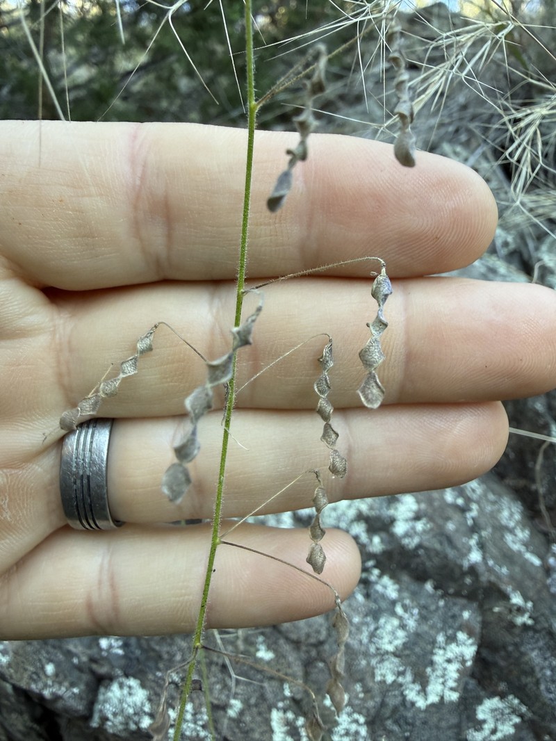 New Mexico Ticktrefoil photo 5