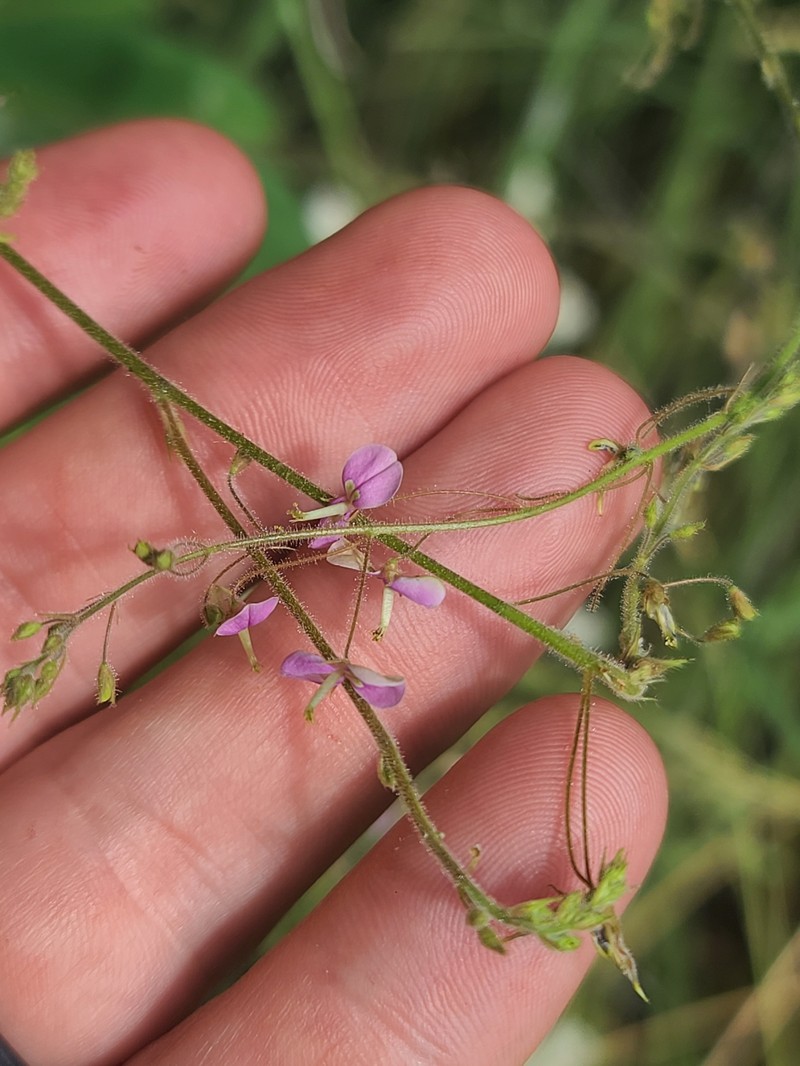 New Mexico Ticktrefoil photo 6