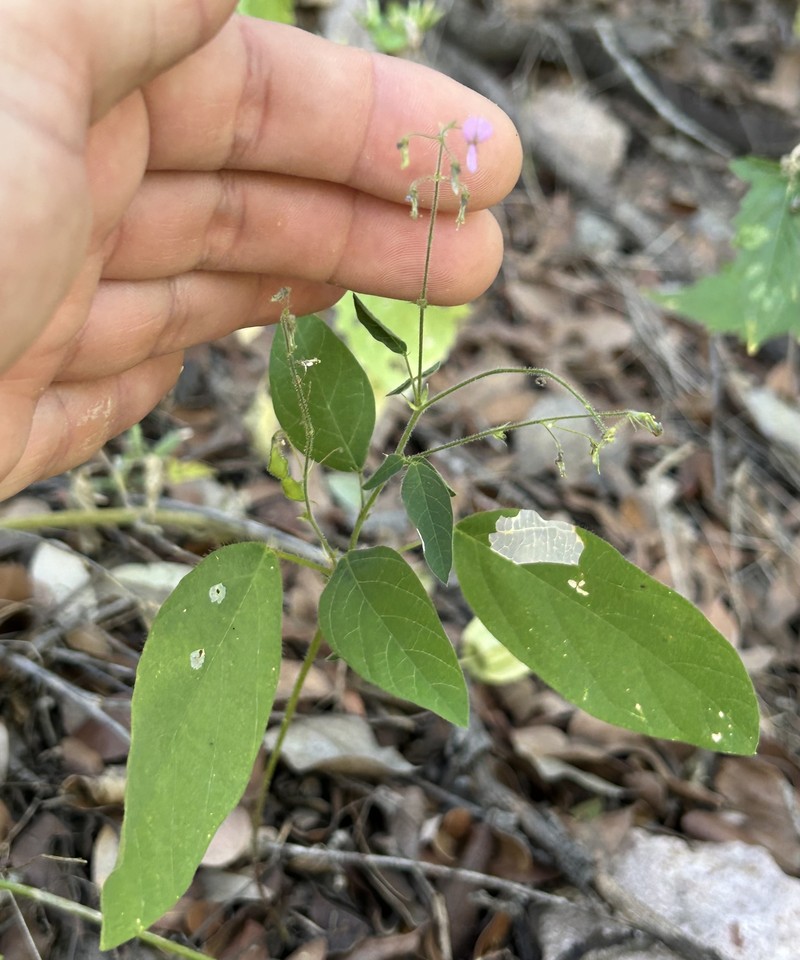 New Mexico Ticktrefoil photo 7