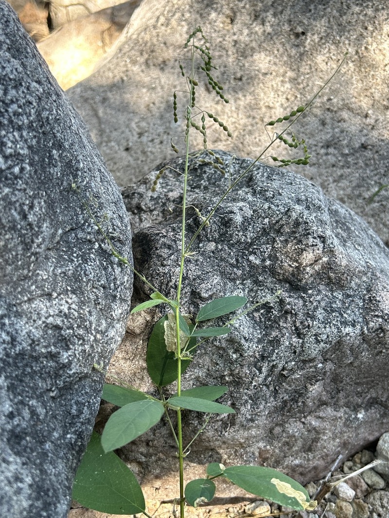 New Mexico Ticktrefoil photo 8