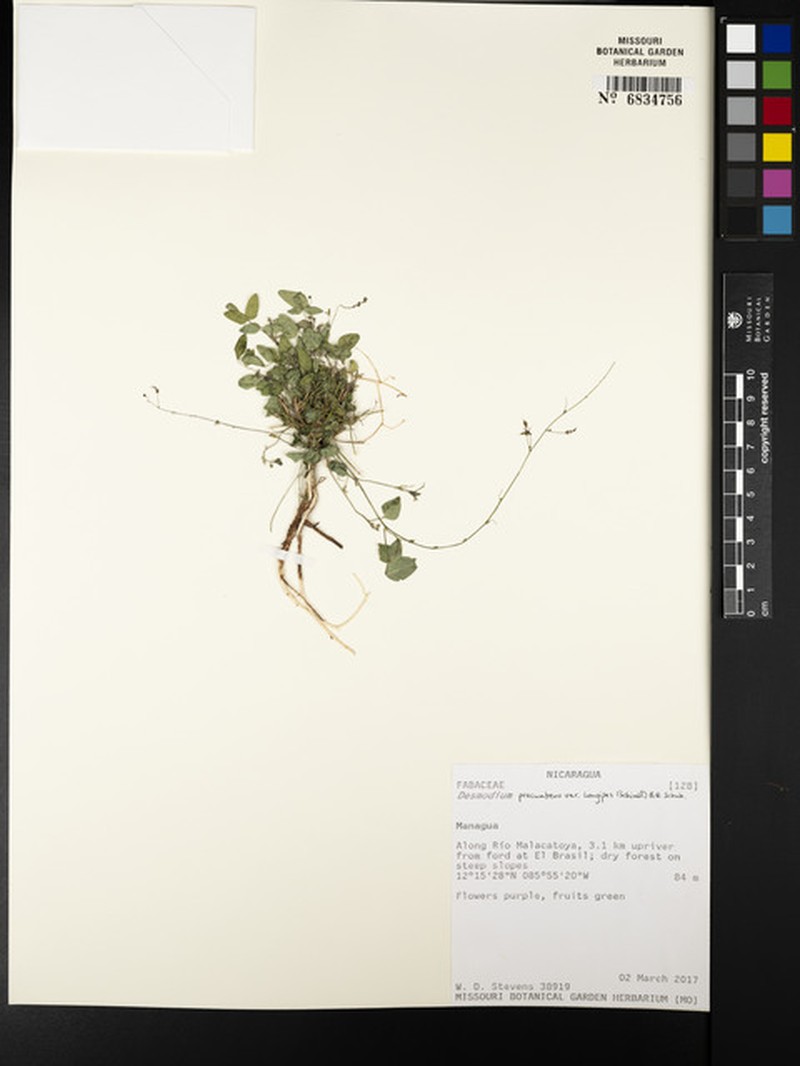 Desmodium procumbens var. procumbens