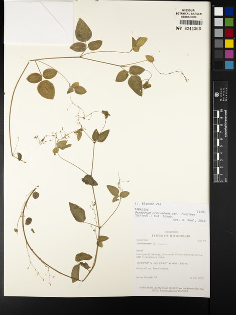 Desmodium procumbens var. procumbens photo 2