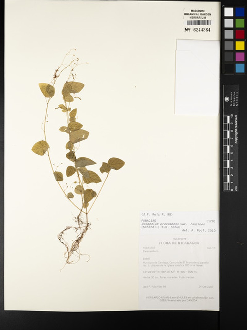 Desmodium procumbens var. procumbens photo 3