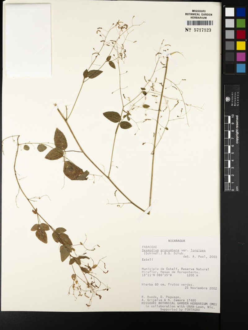 Desmodium procumbens var. procumbens photo 4