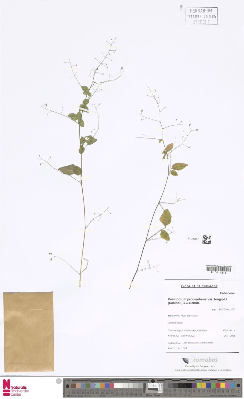 Desmodium procumbens var. procumbens photo 5