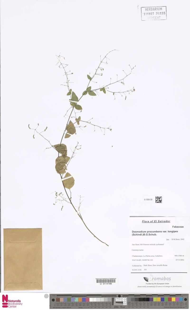 Desmodium procumbens var. procumbens photo 6