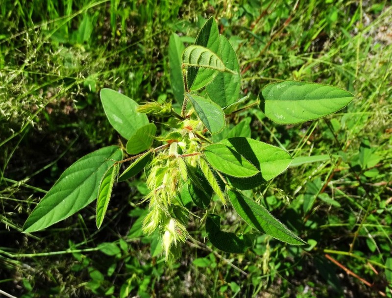 Santa Cruz Island Ticktrefoil