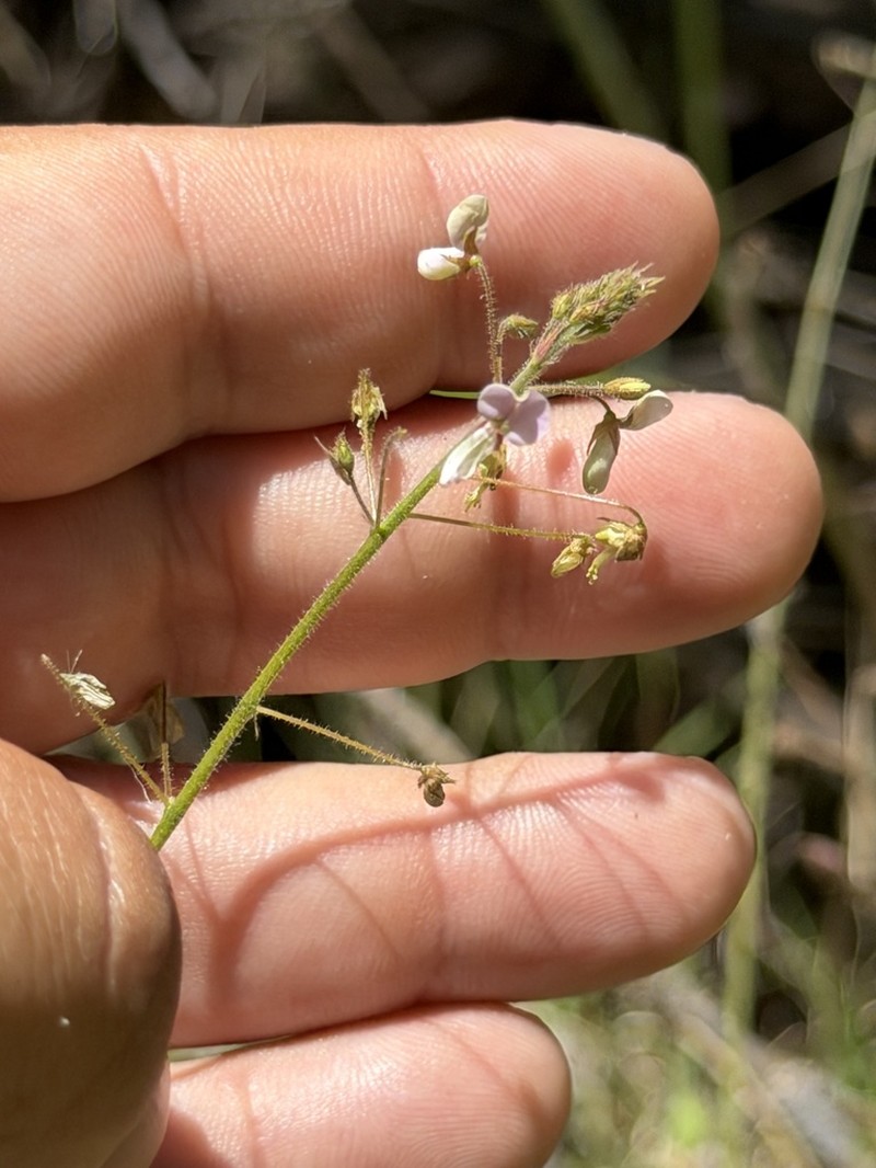 Santa Cruz Island Ticktrefoil photo 2