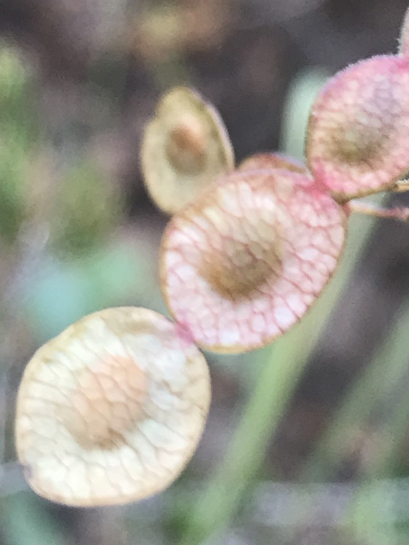 Santa Cruz Island Ticktrefoil photo 3