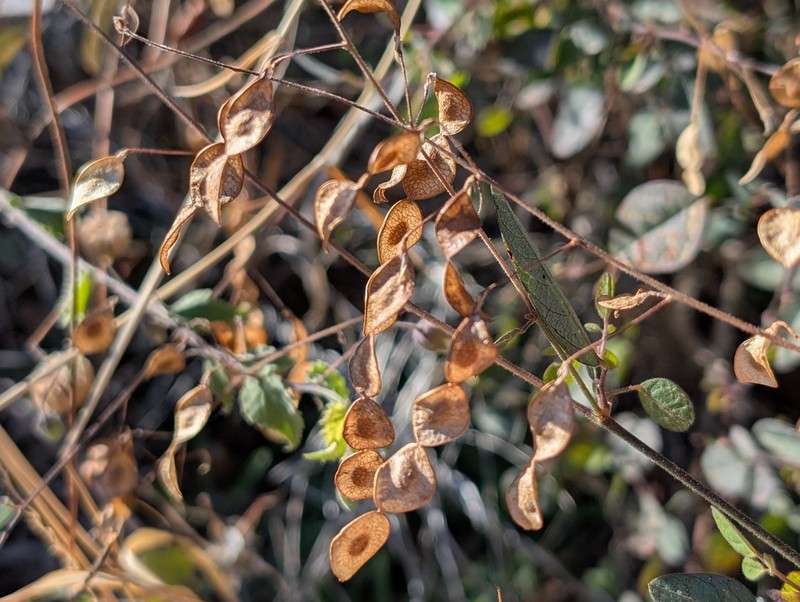 Santa Cruz Island Ticktrefoil photo 4