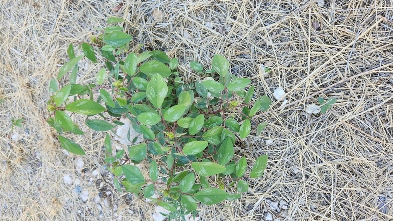 Santa Cruz Island Ticktrefoil photo 5