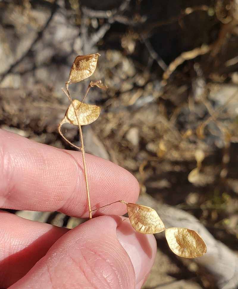 Santa Cruz Island Ticktrefoil photo 6