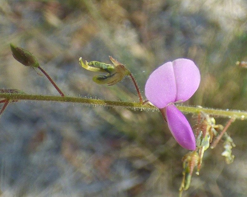 Santa Cruz Island Ticktrefoil photo 7