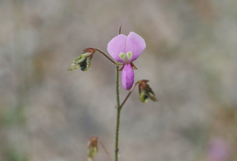 Santa Cruz Island Ticktrefoil photo 8