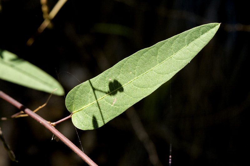 Simpleleaf Ticktrefoil