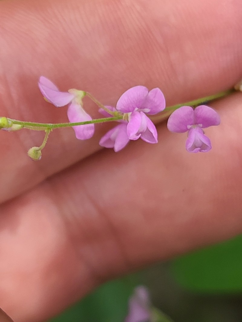 Simpleleaf Ticktrefoil