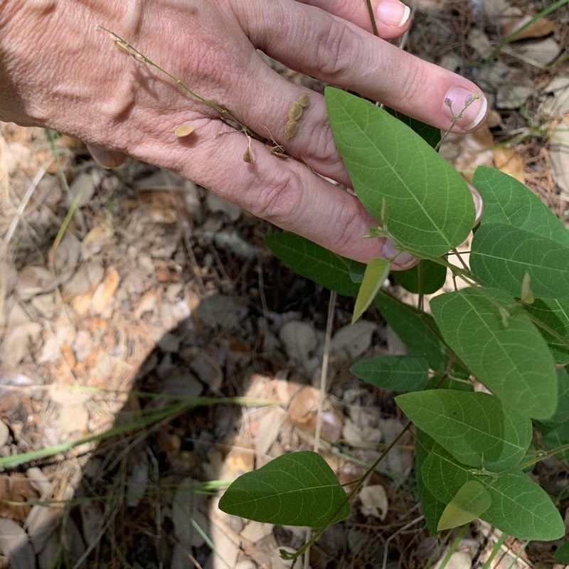 Simpleleaf Ticktrefoil photo 2