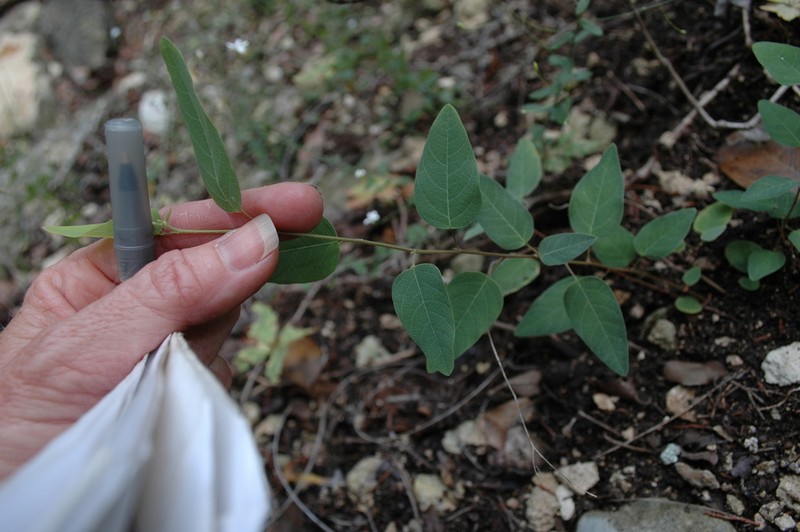 Simpleleaf Ticktrefoil photo 3