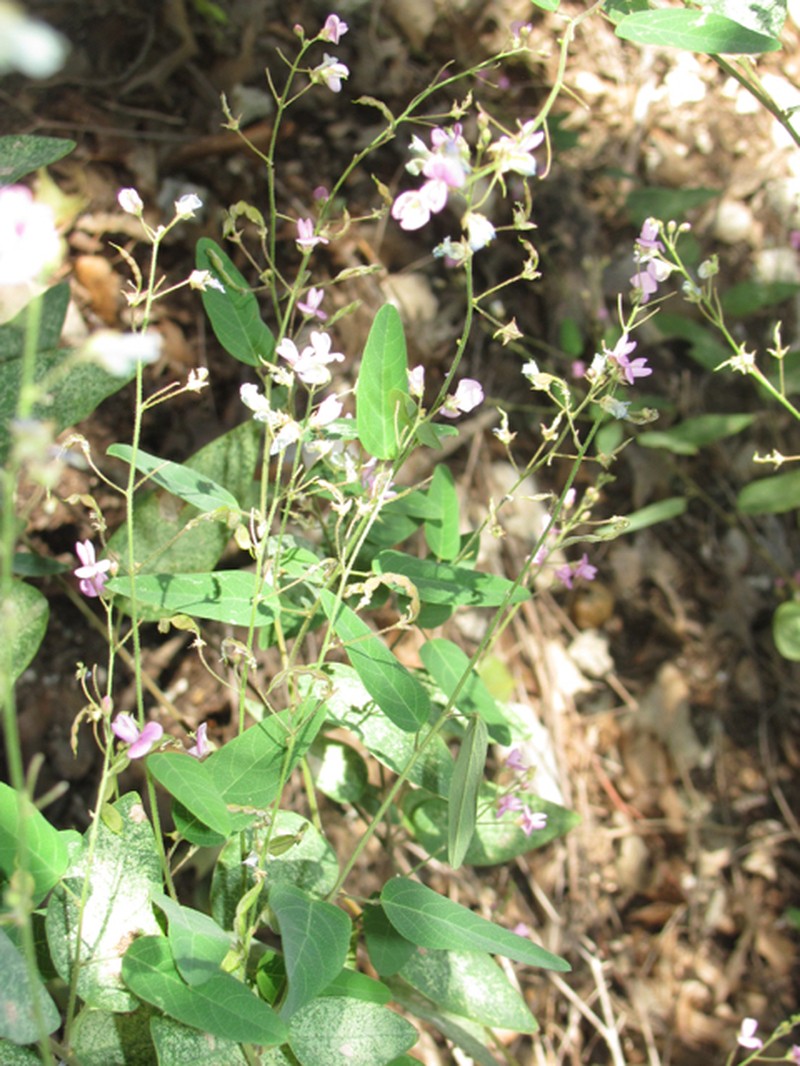 Simpleleaf Ticktrefoil photo 4